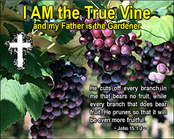 'I AM the True Vine' Poster Design